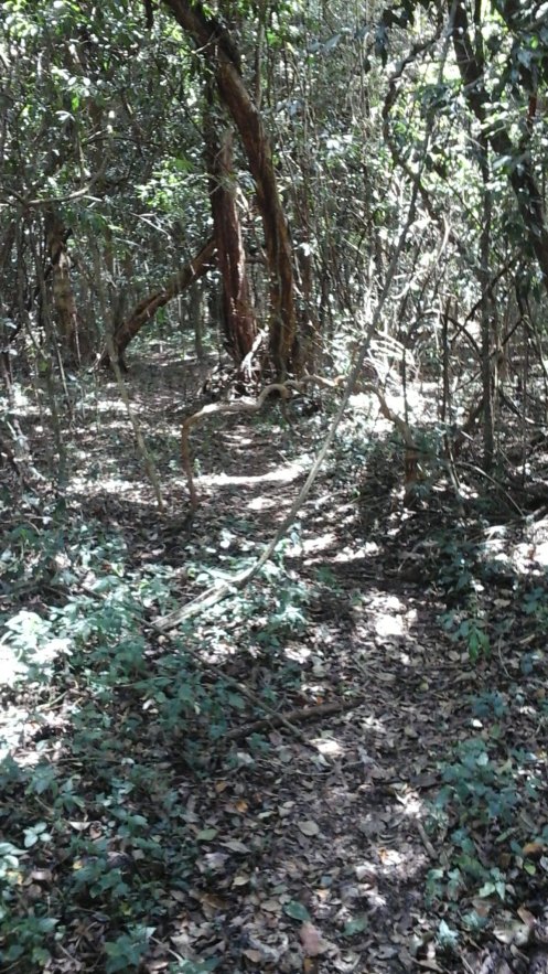 Forest Scott Douglas Jacobsen In-Sight Publishing African Freethinker